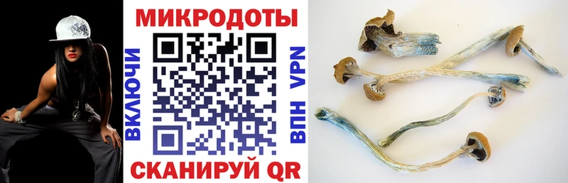 Галлюциногенные грибы Psilocybine cubensis  Купить где  Новотитаровская 